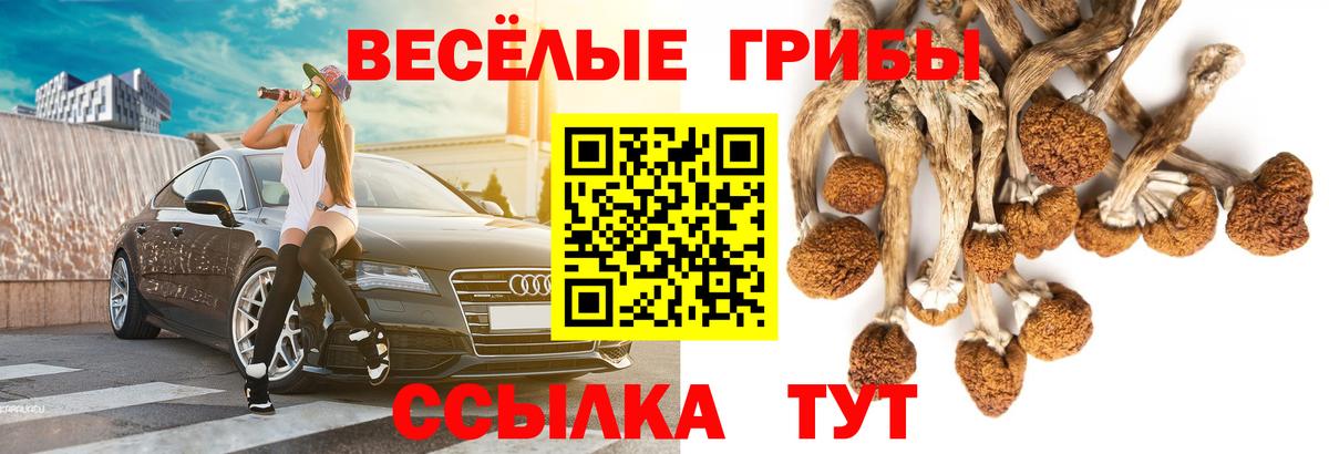 Вышний Волочёк  Псилоцибиновые грибы Cubensis  Вход с VPN 
